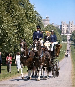 Beautifully matched horses, expert driving, and the iconic Long Walk as a backdrop. This classic scene blends heritage, skill, and elegance, reminding us why horse driving remains one of the most captivating traditions in such a royal setting. 👑✨ | Stable Express