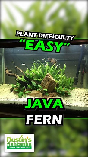 JAVA FERN is available for sale! Shop Now! Microsorum pteropus is one of the plants that we highly recommend for beginners. You can keep Java Fern in a variety of conditions and it can handle some abuse. We have Java Fern for sale because we want you to buy plants that you are going to have success with. Java Fern is one such plant. Java Fern is a tough plant with thick leaves and a hardy rhizome. Its so tough that people have even been able to keep it with Cichlids, which are known to typically