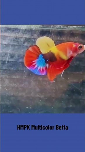 Diver’s Den Betta Exclusives