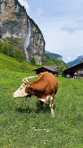 Swiss Cow 🇨🇭🇨🇭🇨🇭🇨🇭🇨🇭 | Swiss View
