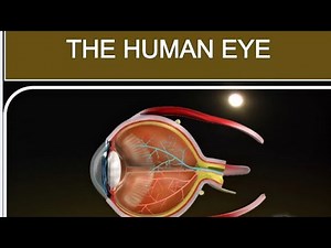 The Human eye, Structure of eye, Full explanation, Class- 8, Science