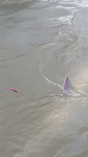 Leaves me speechless, whew... each one of them #sturgeon #sturgeon