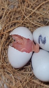Little bird hatching 🐣 | Paradise Aviary