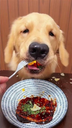 Dog’s Mesmerizing Eating Moment You Can’t Look Away From!