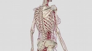Largest Artery Body Aorta Which Connects Heart's Left Ventricle Branches
