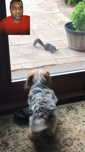 Funny Dog Fails That Will Make Your Day!🤣✨️#FunnyDogs #CuteDogs#shortsfeed