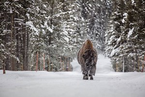 2.6M views · 45K reactions | A large, frost-covered bison walks slowly down the road near the Yellowstone River. | Yellowstone National Park | Facebook