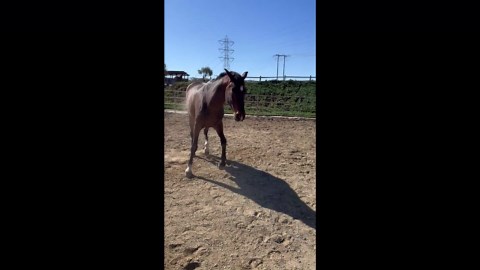 Horse runs around farting before falling in San Diego