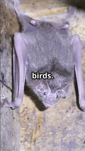 Vampire Bats: Bloodsucking Facts Unveiled!