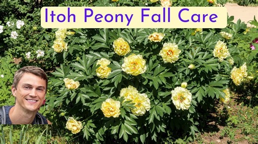 Itoh peony: Fall maintenance for more spring flowers