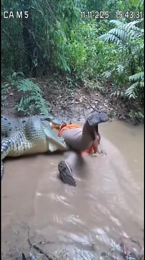 2.1M views · 12K reactions | Real Wildlife Moments You’ll Love #wildanimals #wildlife #animals #wildlifephotography #animalrescue #usa #usareels | Wildlife Animals America | Facebook