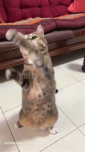 FUNNY Cat Cartoon Characters funny cats,cat video, 🤣