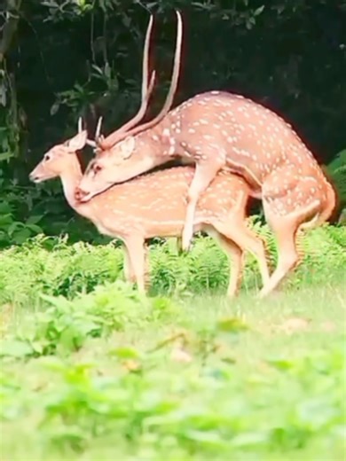 Heartwarming Deer Encounters in Nature