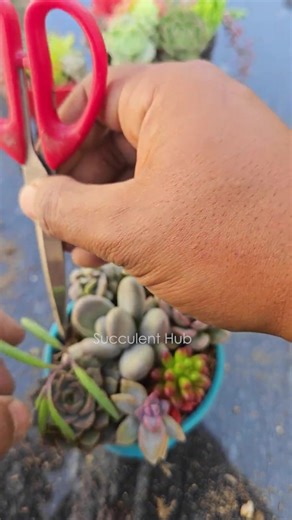 Bring nature’s charm into your home with these adorable mini succulent arrangements! 🌿 In this video, we show how to create beautiful succulent combos using organic soil and mini pots — perfect for home décor, desk setup, or gifting ideas. ✅ Easy DIY steps ✅ Organic materials ✅ Great for beginners & plant lovers Watch till the end to see how these tiny pots turn into stunning succulent art 💚 #SucculentArrangement #MiniPots #SucculentHub #DIYPlants #OrganicGardening #HomeDecorIdeas #SucculentLo