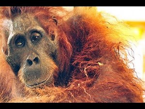 Victims of Human Cruelty