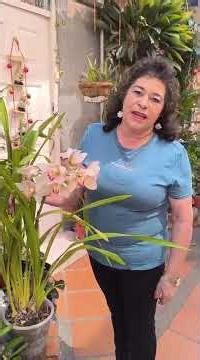 Basic care for Cymbidium dryad #flowers #floral #flowers #flower #orchids #plants