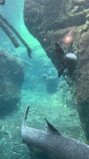 🐟🔥 “SAUMONS EN ÉLEVAGE 😱 Aquarium du Zoo d’Anvers en 4K Ultra HD” Belgique.