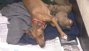 Akron shelter needs community help after 33 dogs rescued