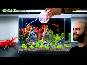 Making SHRIMP MOUNTAINS | Nano Aquarium For Neocaridina Shrimp