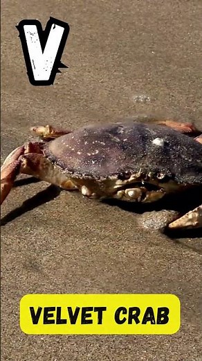 ABC Sea Animals Song 🐟 | Ocean Creatures A to Z | Educational Song for Kids | #abcd #kids #shorts