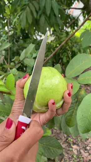 Belah Jambu Kristal #jambukristal