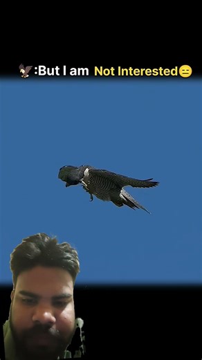 Crow Mess With Falcon Getting Wrong...#viral #youtube #shorts#video