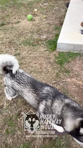 “You are adopted!” Our favorite words to say to the huskies here at H3. But what does that really mean? It means countless hours spent getting to know a person or family—long conversations, learning their lifestyle, their expectations, and their hearts. It means a video tour of their home. Calling personal references. Calling their veterinarian. Speaking with landlords or management companies. It means thoughtful conversations about several huskies here on site. Sending detailed highlights and i