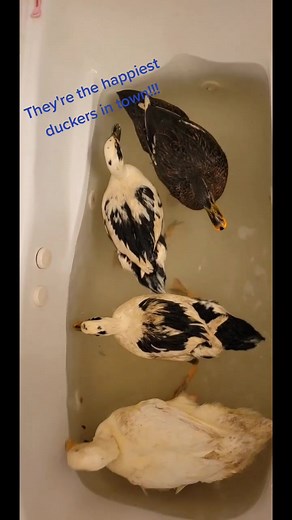 #DisneyPlusVoices Happy Duckers!