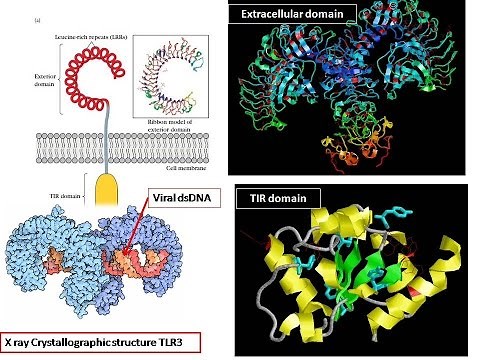 Toll Like Receptor (structural details of TLR)