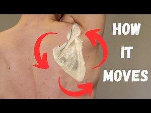 Understanding Scapular Movement | Physio Explains How the Shoulder Blade Moves