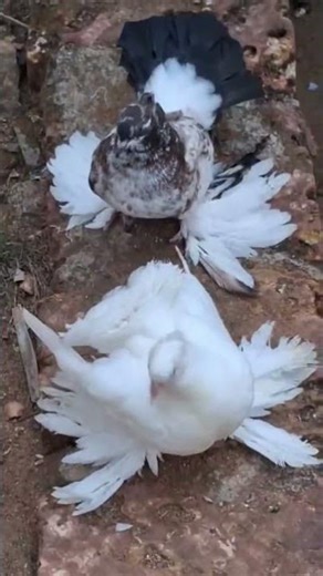 Fantail...😍 #pegion #pegionslover #fancy #nature