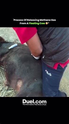 N E X O on Instagram: "The flame you’re seeing? It’s coming from gas released out of a bloated cow’s stomach. Sounds wild, but here’s how it works cows naturally produce methane during digestion through a process called enteric fermentation. Inside their first stomach chamber the rumen microbes break down tough plant material and release methane as a byproduct. Most of the time, cows burp this gas out. But when too much builds up, the cow can become dangerously bloated, with gas putting pressure