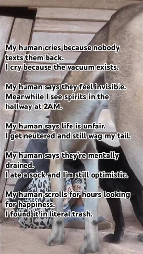 My Human Scrolls for Happiness… I Found Mine in Trash 🐶💀 #darkhumor #dogshorts #waggingtails
