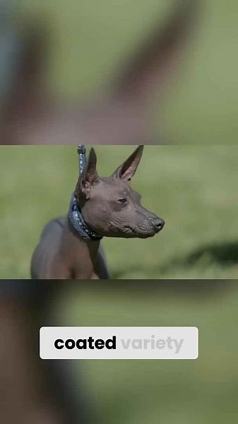 Unveiling the sacred Xolo: The Aztec dog of afterlife