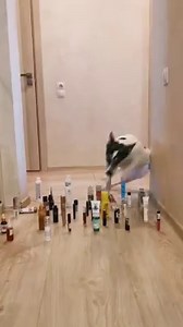 384K views · 2.5K reactions | Society of Happy People on Reels | Facebook