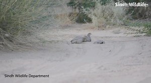 Native to🇵🇰 please meet “Grey Partridge” or “Grey Francolin”, this bevy taking dust bath at Nara Desert Wildlife Sanctuary, District Khairpur, Sindh. Mother Nature’s strong biocontrol agent feeding upon insects, their eggs & larvae, seeds, grains, termites, beetles, scorpion & small snakes etc. Primarily a weak flier with strong & sudden takeoff this bird cannot sustain longer flights. It is widely distributed in the Indus valley in open tropical thorn forests, deserts & cultivated lands. This