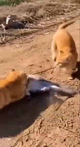 The cat catches the Weasel in a Fierce Showdown! #shorts #trending #funny #satisfying #nature