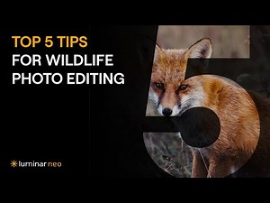 Top 5 Tips for Wildlife Photo Editing | Luminar Neo