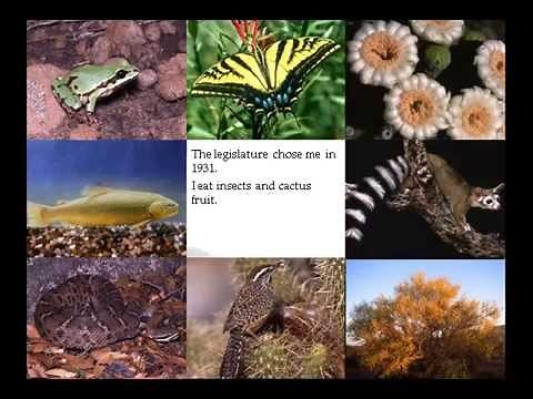 Arizona State Symbols Identification Game