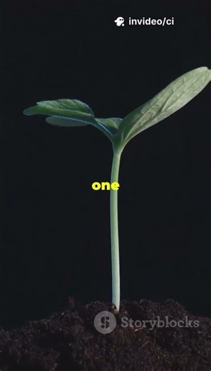 The Date Palm's Journey: From Seed to Hope 🌴