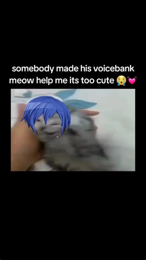 KAITO MEOWING KAITO MEOWING KAITO MEOWING #kaito #kaitoshion #vocaloidkaito #kaitovocaloid #fyp #fypシ #xyzbca