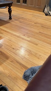 Nothing like Schnauzer chomps! | Skyline Giant Schnauzers