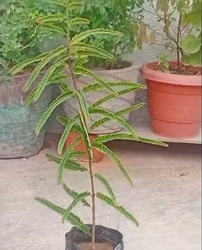 बीज से आंवला उगाने का वायरल तरीका ! || ultimate guide: grow amla from seed#how to grow amla plant 🌿