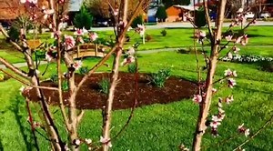 5.6K views · 156 reactions | Blue Bank Fishhouse & Virginia Dare Butterfly Trail Early spring is great time to view our garden which now features over 10,000 pansies and many other flowers for winter interest. Enjoy a romantic meal around our fire pits out on the deck or bring a group for a Reelfoot traditional dinner. Call ahead and we will be glad to set up a tour to show you what will work in your garden for color in winter. | Blue Bank Fish House & Grill | Facebook