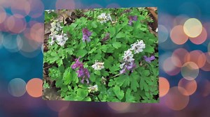 Corydalis Cava | Hollowroot | 10 Seeds - Etsy