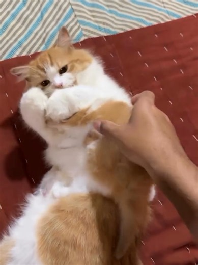 #creatorsearchinsights #funnycatvideoclips #catlover #funnycat #kucinglucu