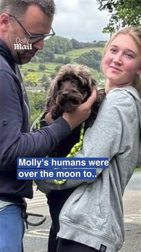 Moment missing cockapoo jumps into owner's arms
