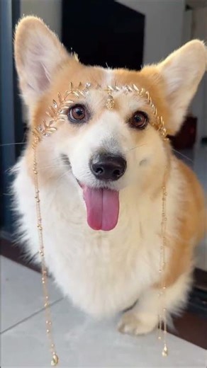 The Elf Prince of the Dog World, daily records of cute pets, the joy of raising a dog, who doesn