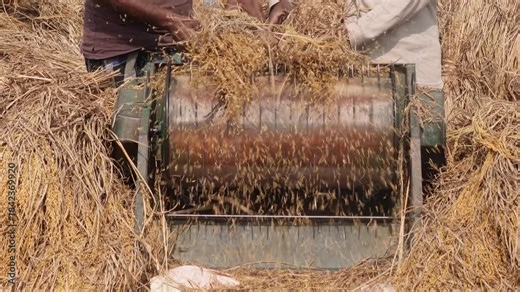 person operating a paddy threshing machine to separate rice grain from the straw
