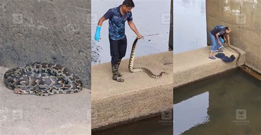 ഇരതേടി വയർ നിറഞ്ഞപ്പോൾ പെരുമ്പാമ്പിന്റെ സുഖനിദ്ര; ഉണർന്നത് പിടികൂടാനെത്തിയ വനപാലകർ തട്ടിയപ്പോൾ – വിഡിയോ